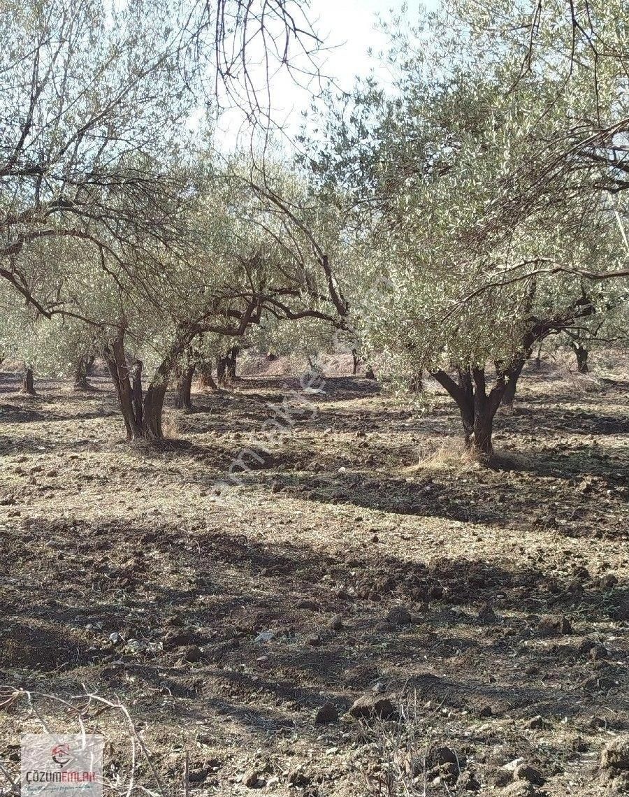 Kırkağaç Şaireşrefte Satılık Zeytinlik - Görsel 16