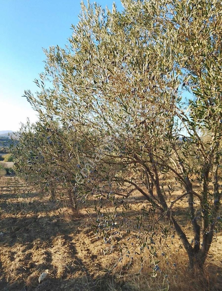 Bergama Kurtuluş Satılık Tarla Elagöz Gayrimenkulden Kurtuluş Mah Satılık Zeytinlik