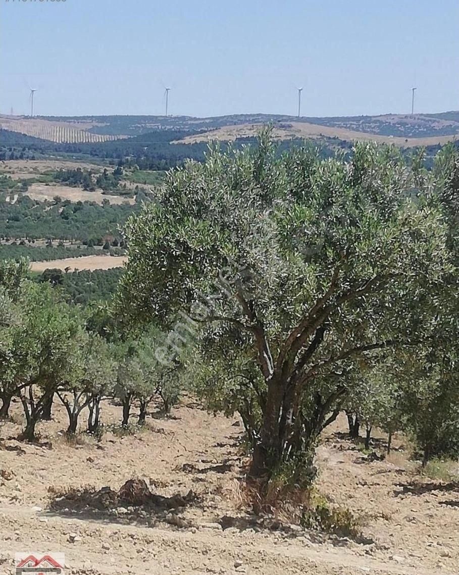 Kırkağaç Kınık Fahri Sertel Emlaktan Satılık Zeytinlik - Görsel 6