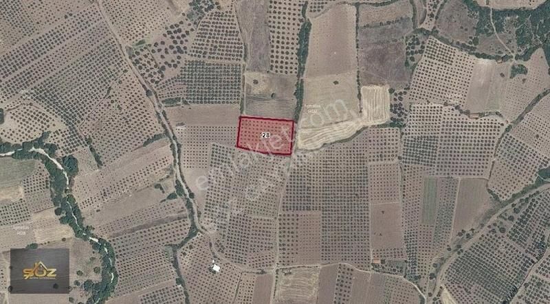 Akhisar Kayganlı Satılık Zeytinlik Kayganlı'da 4700m2 Kooperatif Sulu Trilye Satılık Zeytinlik