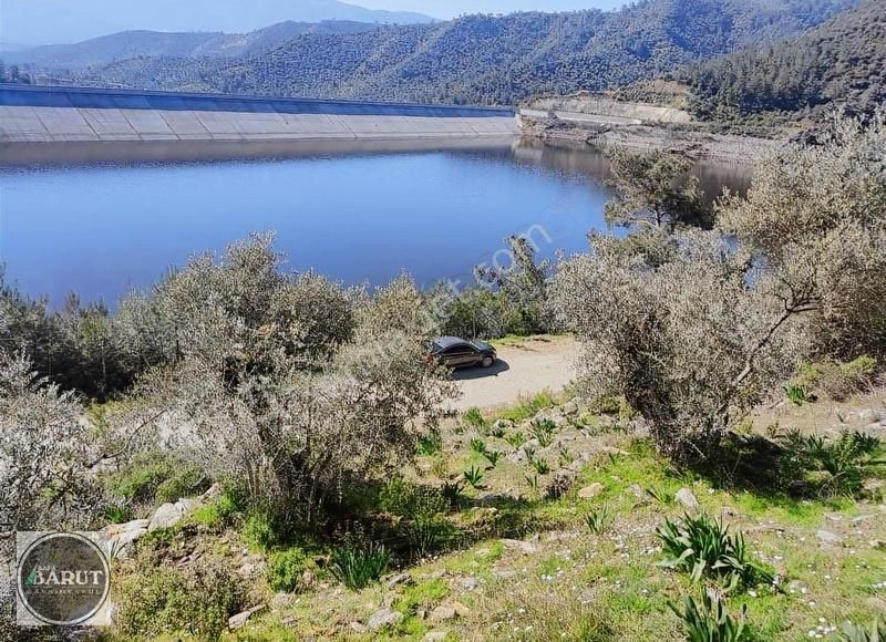 Milas Kayabükü Satılık Zeytinlik Baraj Manzaralı Yola Cephe Zeytinlik