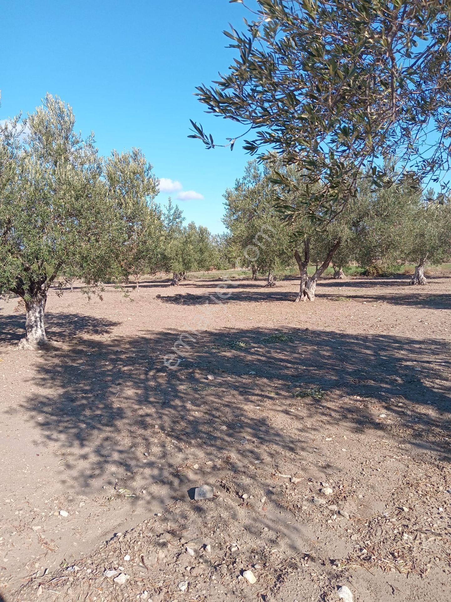 Bergama Zeytındağı Bozyerler Mahallesinde Satılık Zeytınlık - Görsel 14