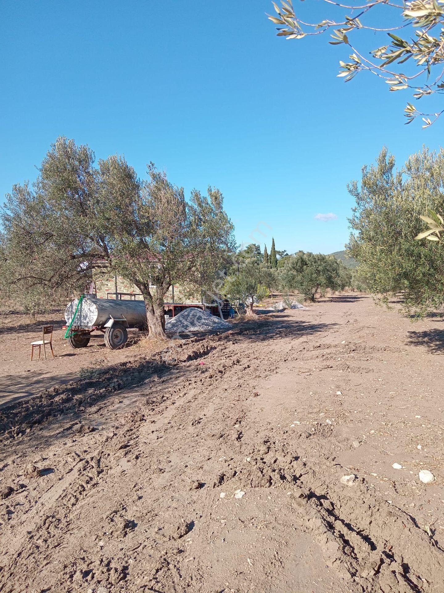 Bergama Zeytındağı Bozyerler Mahallesinde Satılık Zeytınlık - Görsel 12
