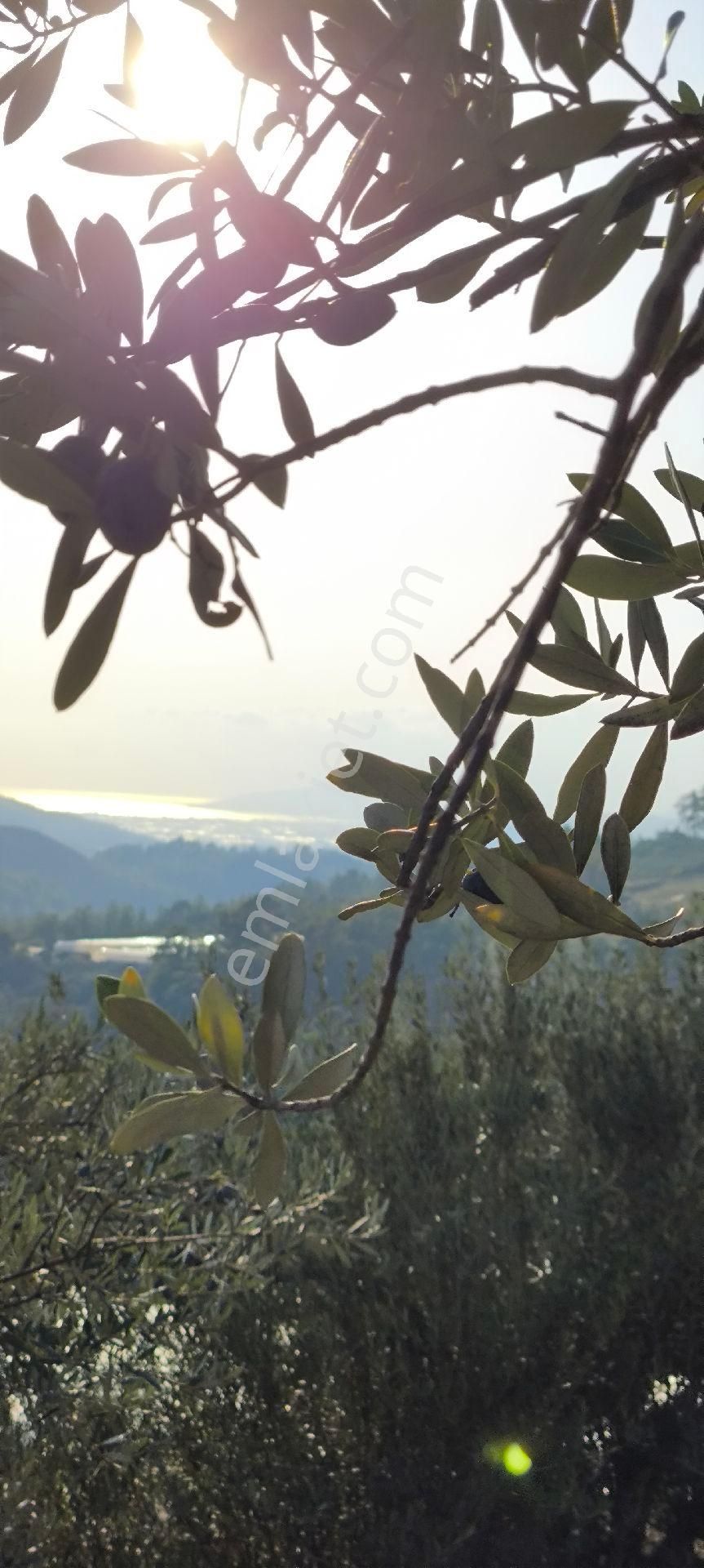 Kumluca İncircik Satılık Tarla Antalya Kumluca İncircik De Satılık Zeytin Tarlası