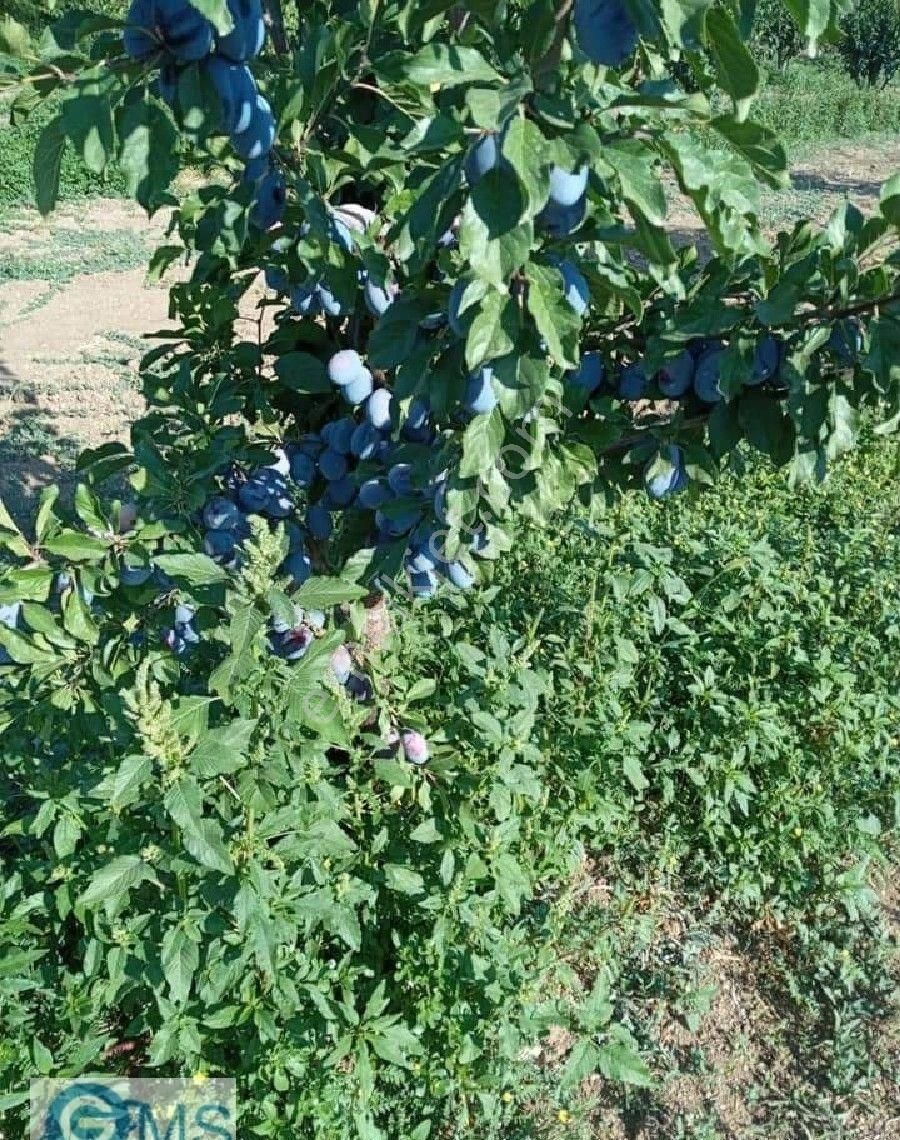 Manzarasına Hayran Kalacağınız Bir Bahçeye Sahip Olmak İstiyorsanız Bu Fırsatı Kaçırmayın - Görsel 3