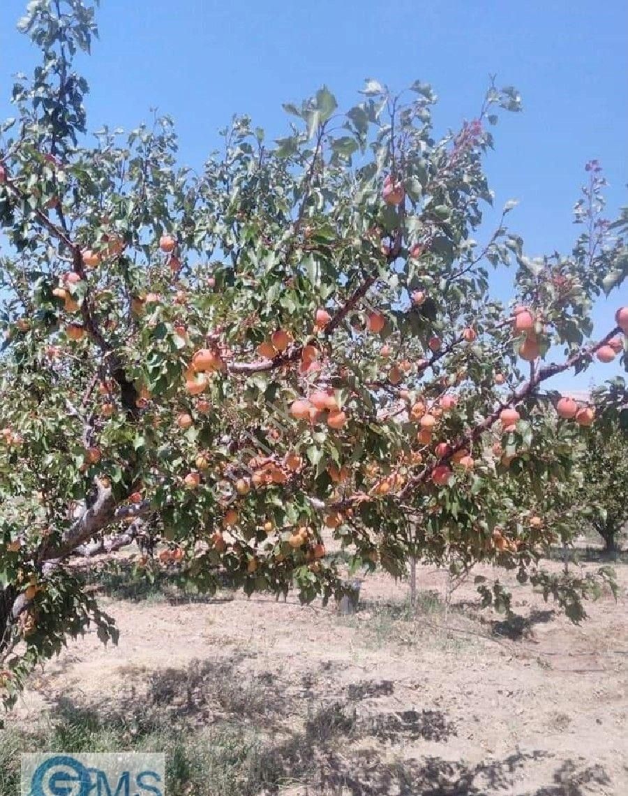 Korkuteli Küçükköy Satılık Bağ & Bahçe Manzarasına Hayran Kalacağınız Bir Bahçeye Sahip Olmak İstiyorsanız Bu Fırsatı Kaçırmayın