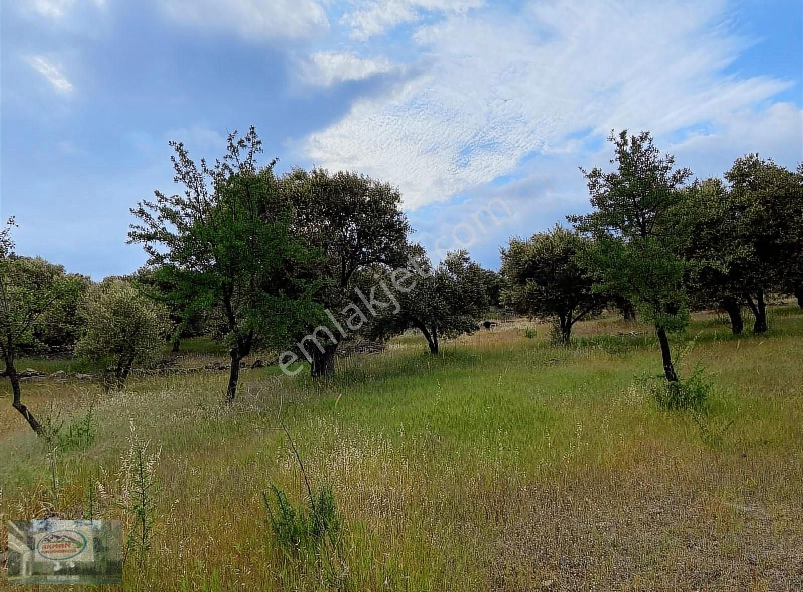 Yunusemre Karakılıçlı Satılık Tarla Akman Gayrimenkulden Manisa Karakılıçlı Mah. Satılık Zeytinlik