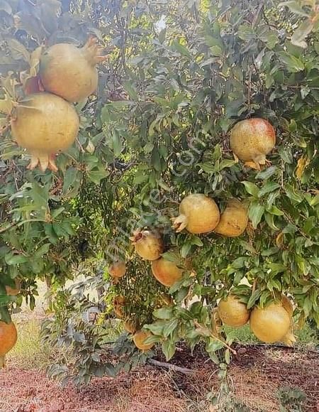 Seferihisar Kavakdere Satılık Konut İmarlı Sahibinden Kavakderede Satılık Arsa Tapulu Bahçe