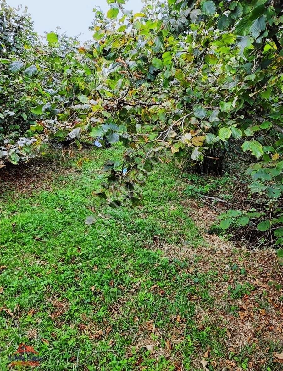 Kandıra Köylerinde Köy Kenarı Satılık Fındık Bahçesi - Görsel 10