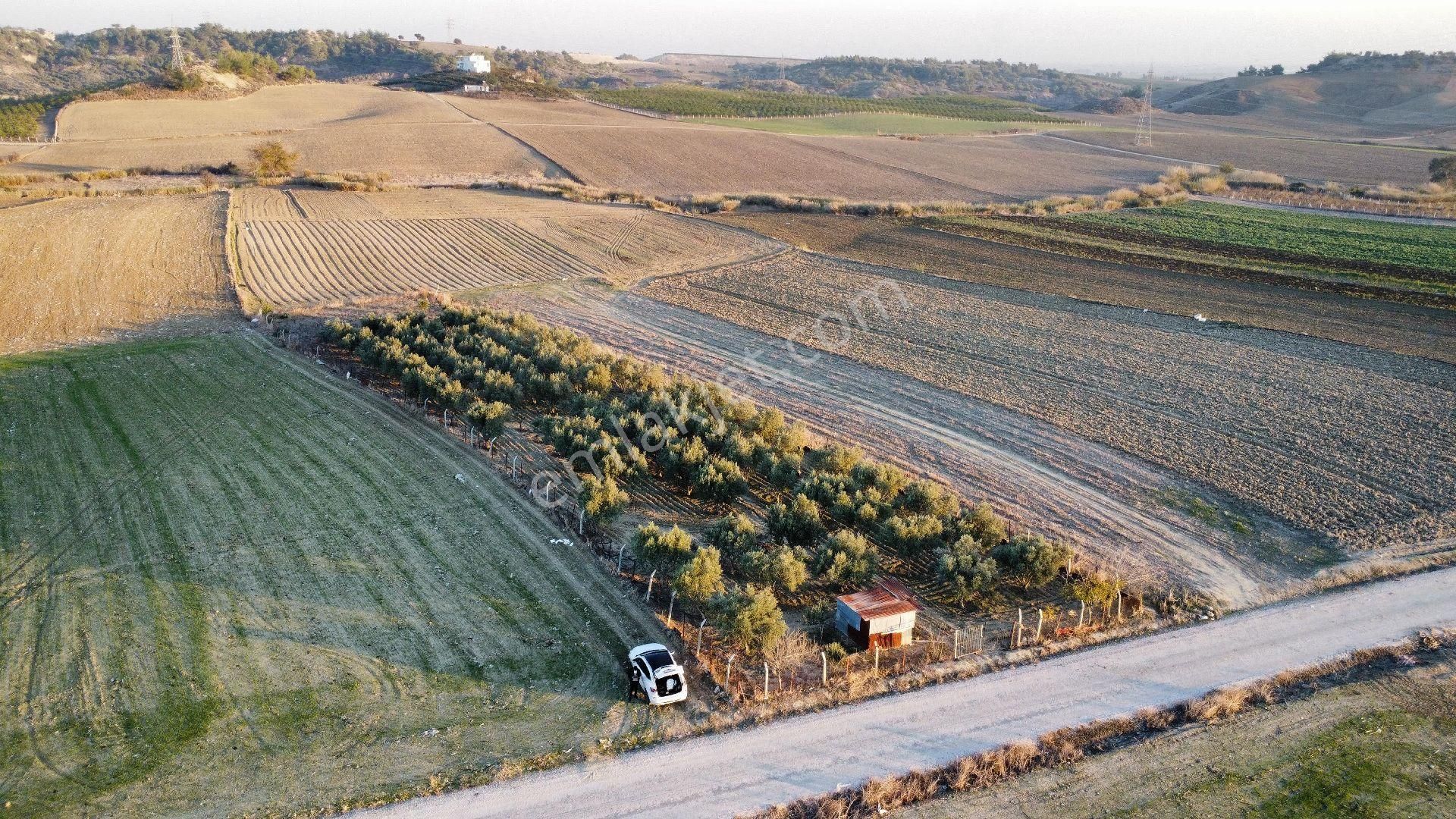 Çukurova Gökkuyu Satılık Tarla Gökkuyu'da 2.750 M2 Tek Tapu Zeytinlik Kaçmaz