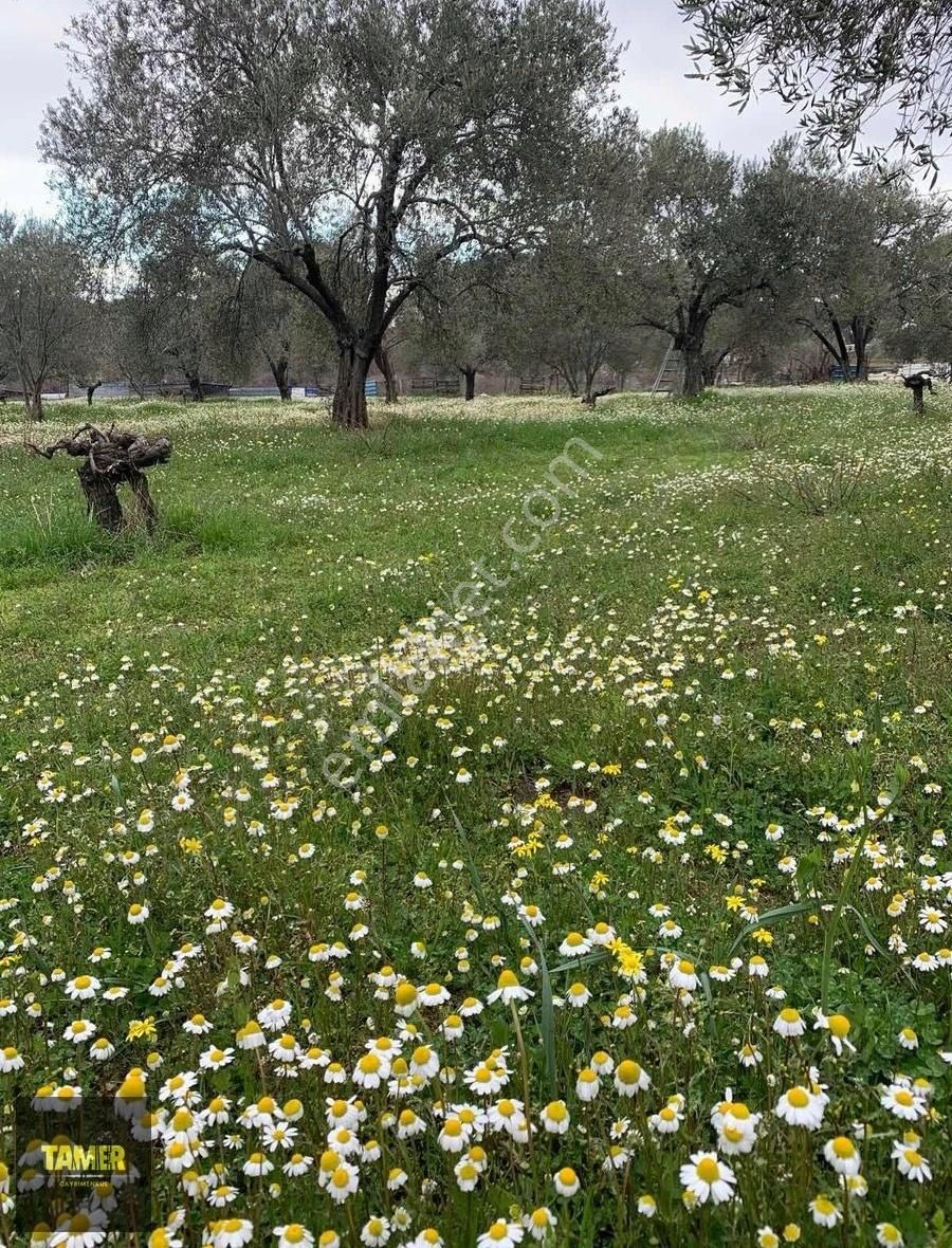 Ayvalık Bağyüzü Satılık Zeytinlik Tamer'den Ayvalık Bağyüzünde Bakımlı 3100 M2 Zeytinlik