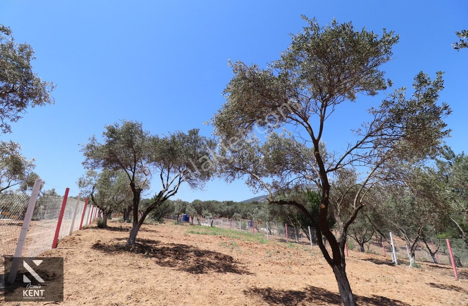 Kemalpaşa Çambel Satılık Bahçe 1.528 M2 - Görsel 31
