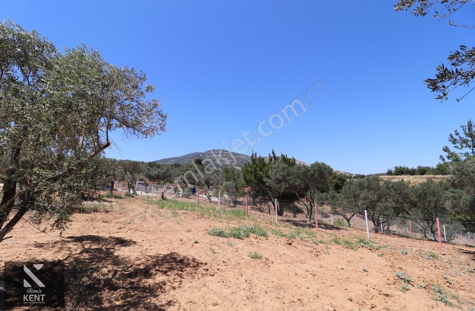 Kemalpaşa Çambel Satılık Bahçe 1.528 M2 - Görsel 3