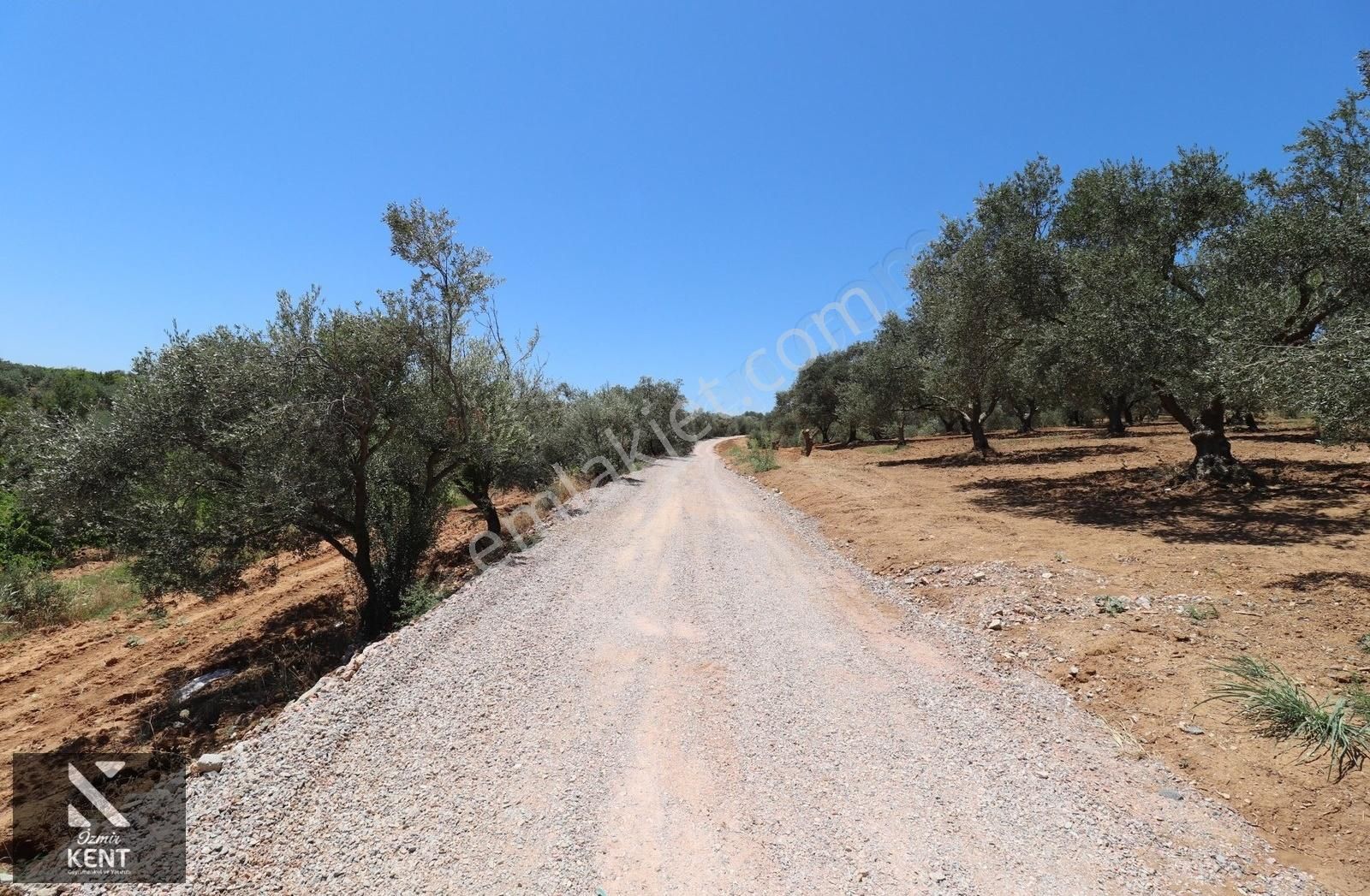 Kemalpaşa Çambel Satılık Bahçe 1.528 M2 - Görsel 22