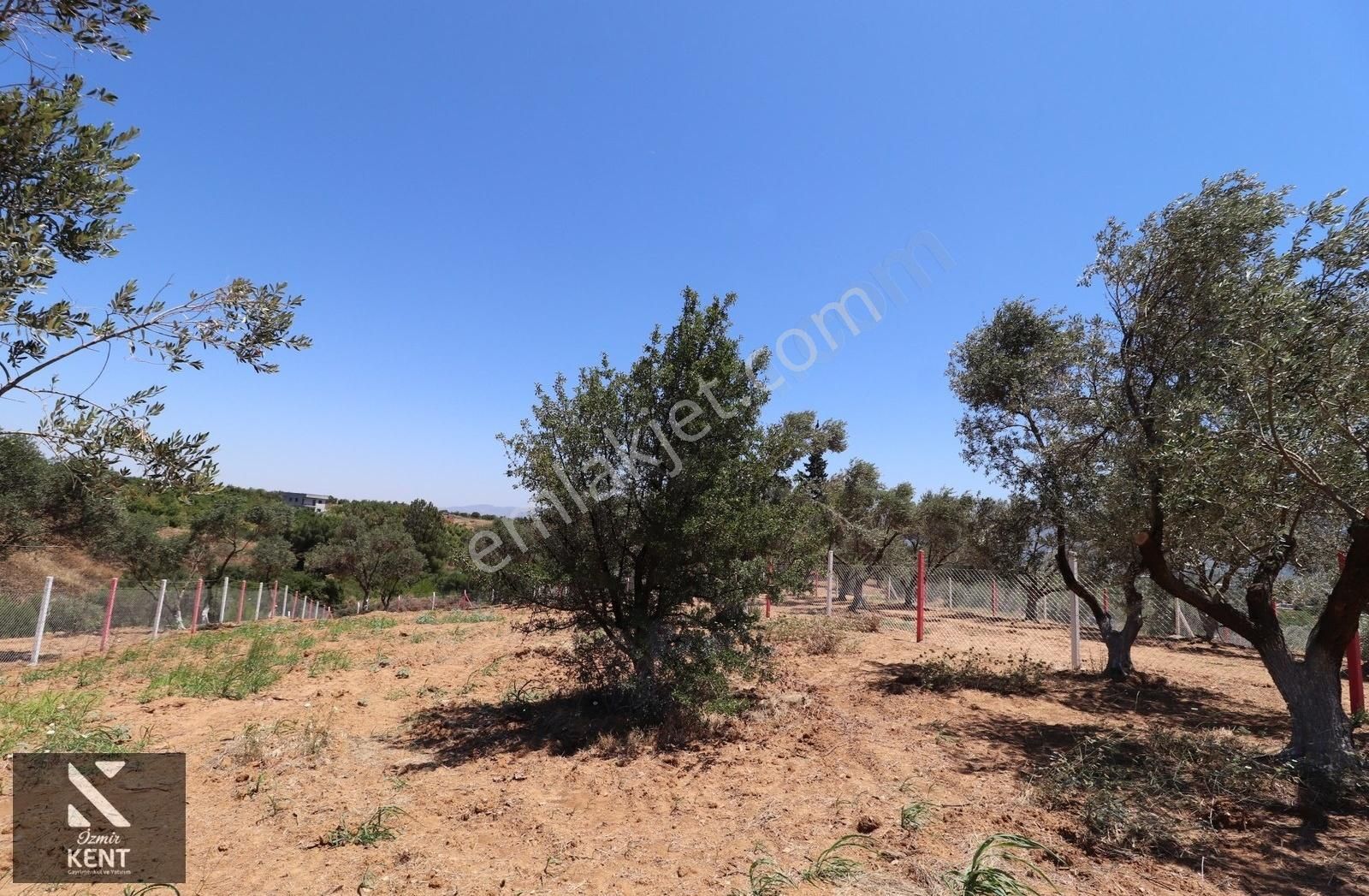 Kemalpaşa Çambel Satılık Bahçe 1.528 M2 - Görsel 5