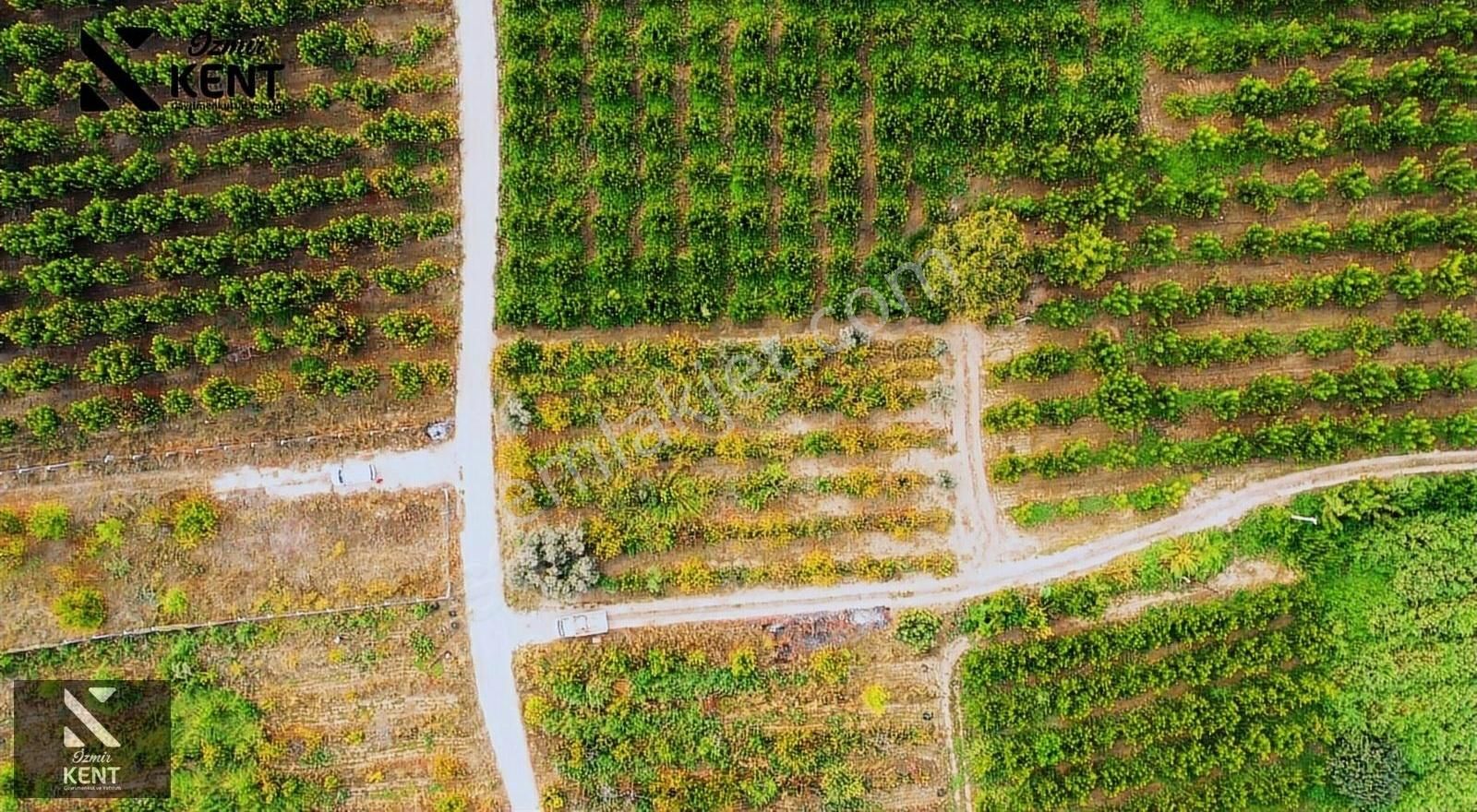 Kemalpaşa Ören 75.yıl Cumhuriyet Satılık Tarla Kemalpaşa Ören'de Satılık 1.375 M2 Bahçe