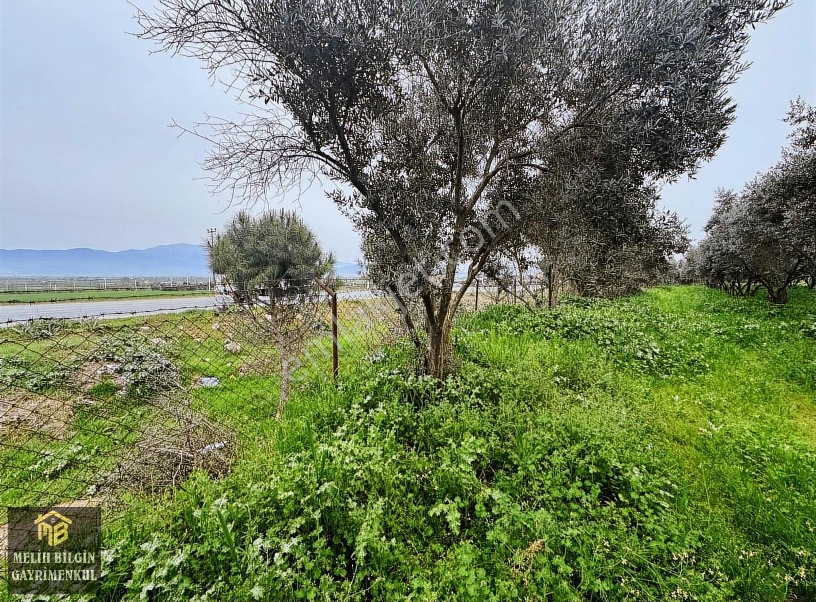 Ödemiş Balabanlı Satılık Zeytinlik Melih Bilgin Den Balabanlıda Ana Yol Cepheli Zeytinlik