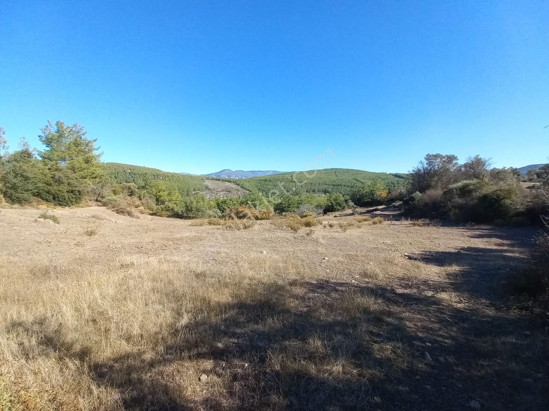 Muğla Milas Satılık Tarla Milas Pınararası Köyünde Satılık Zeytinli Tarla