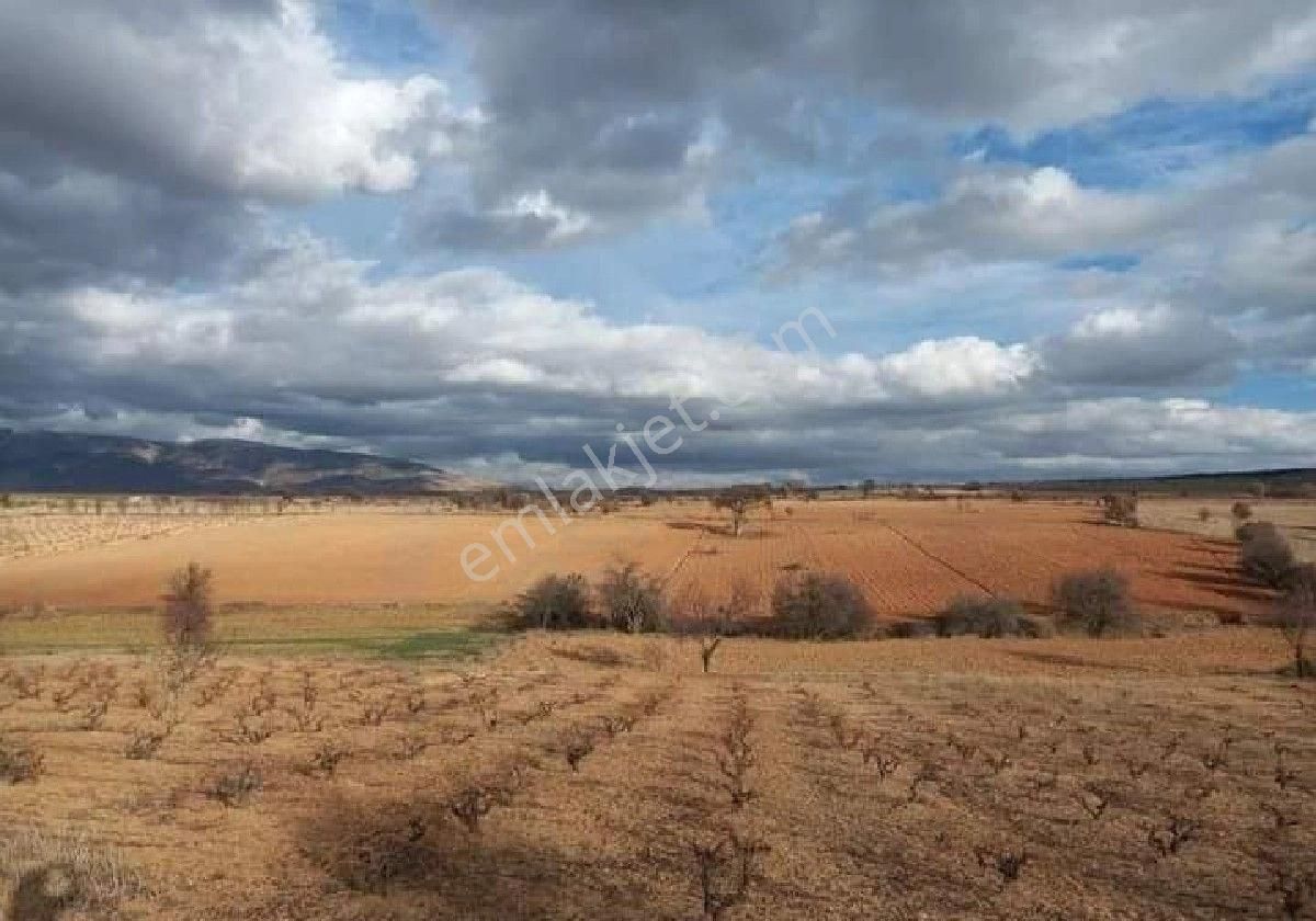 Çivril Karabedirler Satılık Tarla Denizli Çivril Karabedirler'de 15200m2tarlamız Satılık ,verimli Ekime Uygun Yol Elektrik Sorunu Yok