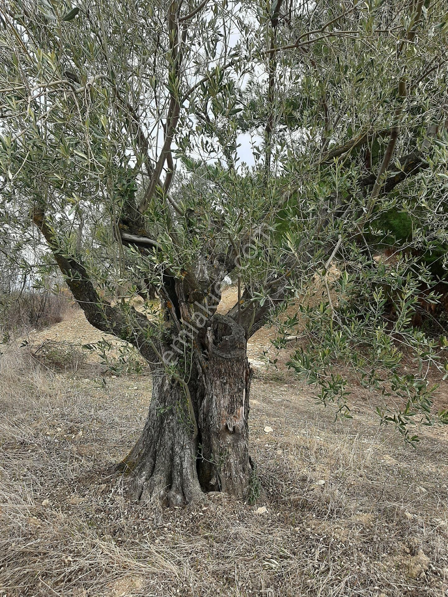 Kırkağaç Bakır Satılık Zeytinlik Sahibinden 1 Bucuk Donum Zeytinlik