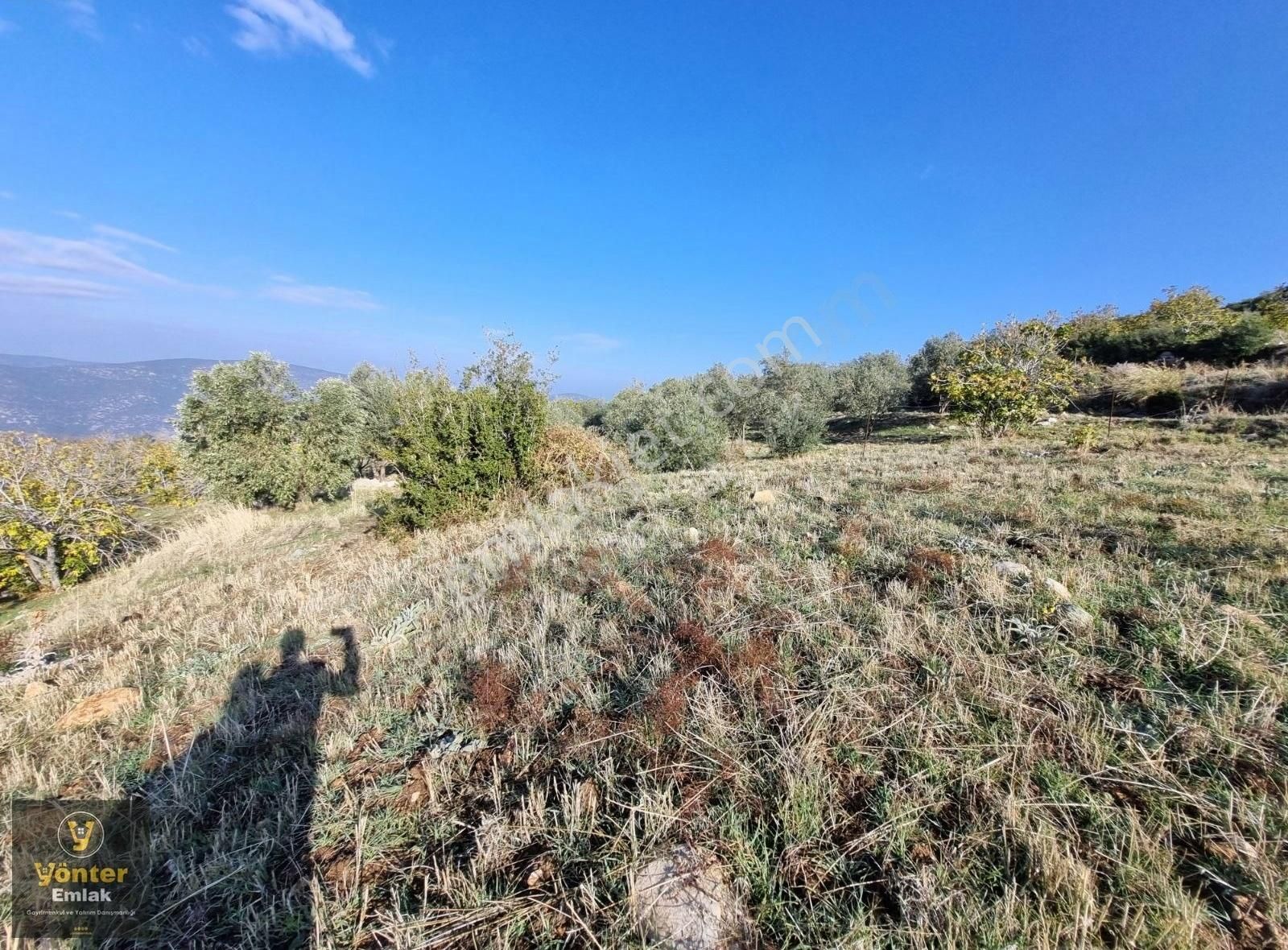 Yönter Emlaktan Akçaşehir Köyünde 3.698 M² İncir Bahçesi - Görsel 16