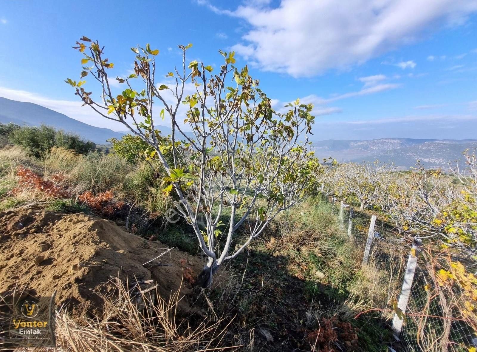 Yönter Emlaktan Akçaşehir Köyünde 3.698 M² İncir Bahçesi - Görsel 17