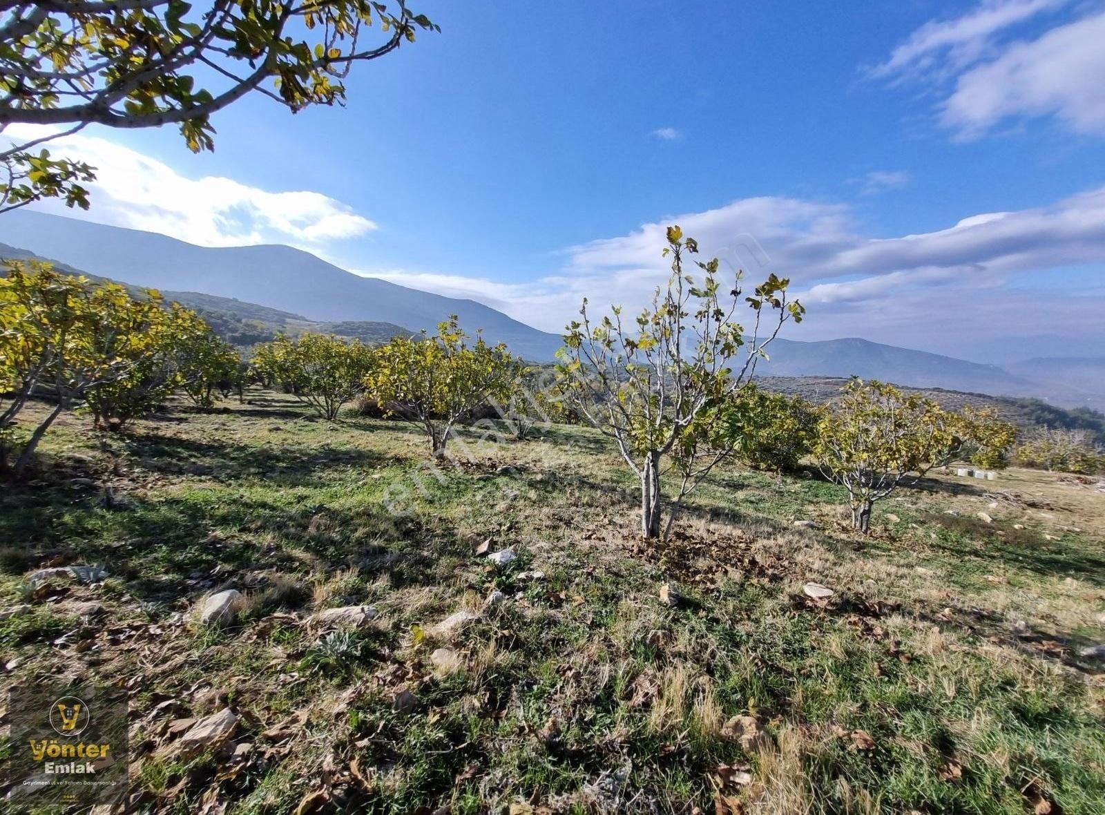 Yönter Emlaktan Akçaşehir Köyünde 3.698 M² İncir Bahçesi - Görsel 2