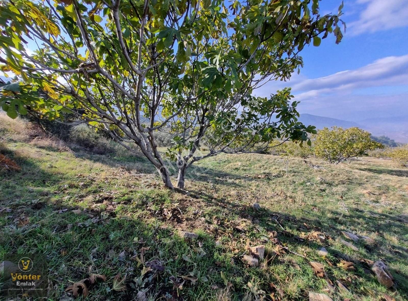 Yönter Emlaktan Akçaşehir Köyünde 3.698 M² İncir Bahçesi - Görsel 28