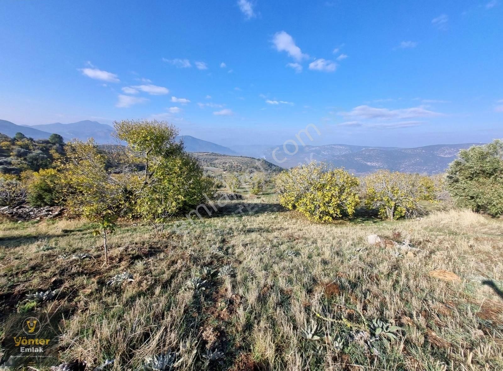 Yönter Emlaktan Akçaşehir Köyünde 3.698 M² İncir Bahçesi - Görsel 3