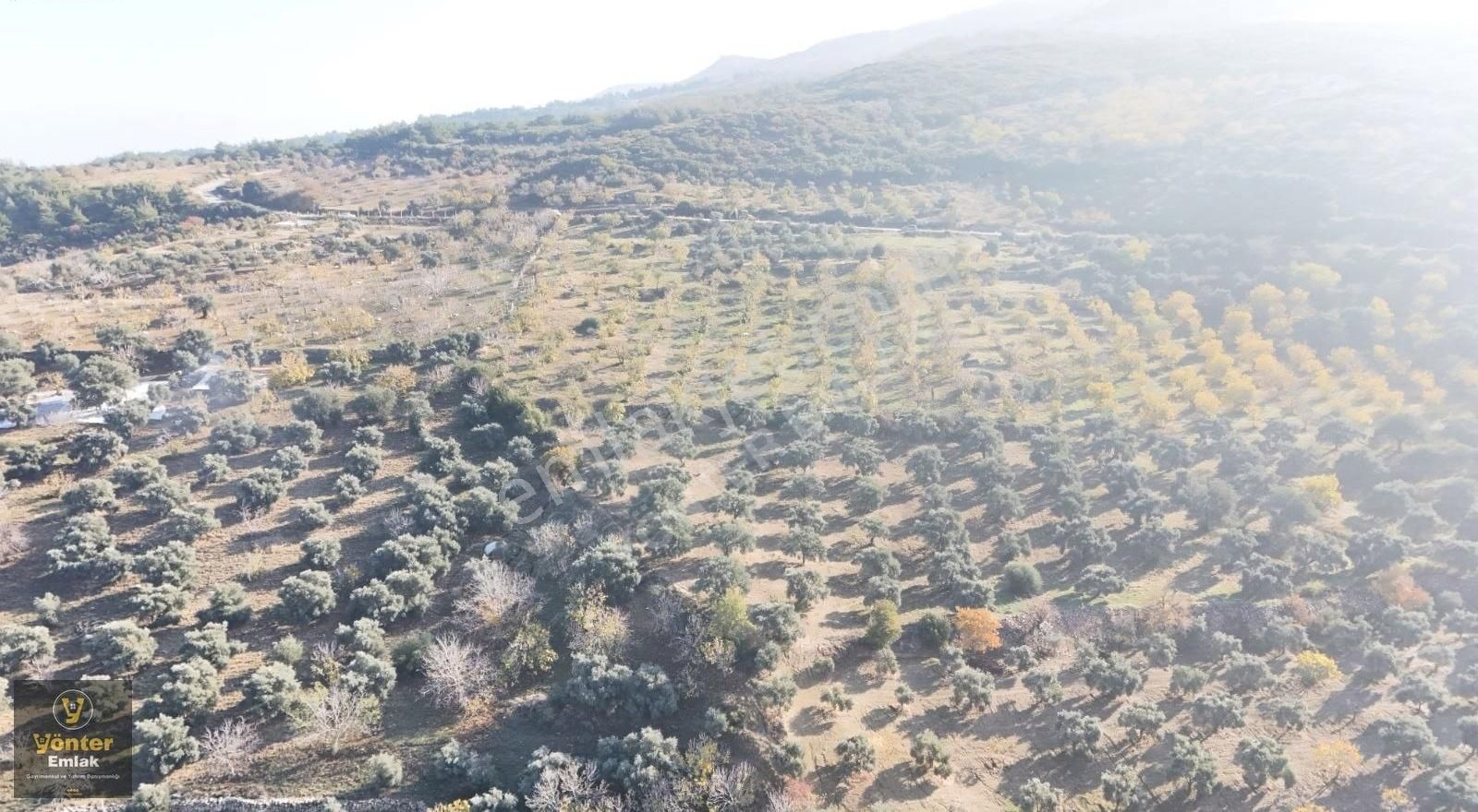 Yönter Emlaktan Akçaşehir Köyünde 3.698 M² İncir Bahçesi - Görsel 14