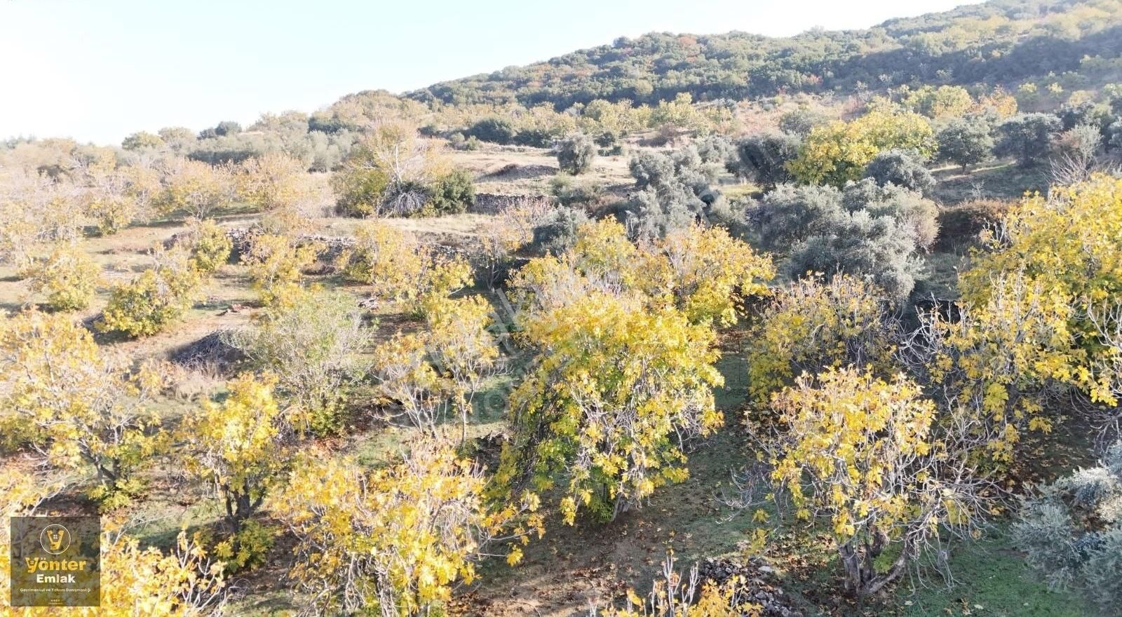 Yönter Emlaktan Akçaşehir Köyünde Tek Tapu İncir Bahçesi - Görsel 2