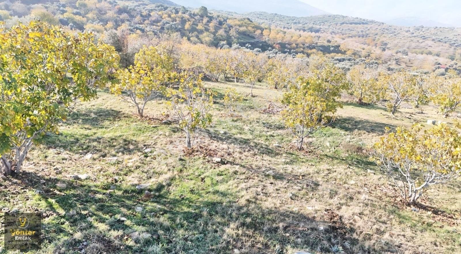 Yönter Emlaktan Akçaşehir Köyünde Tek Tapu İncir Bahçesi - Görsel 19