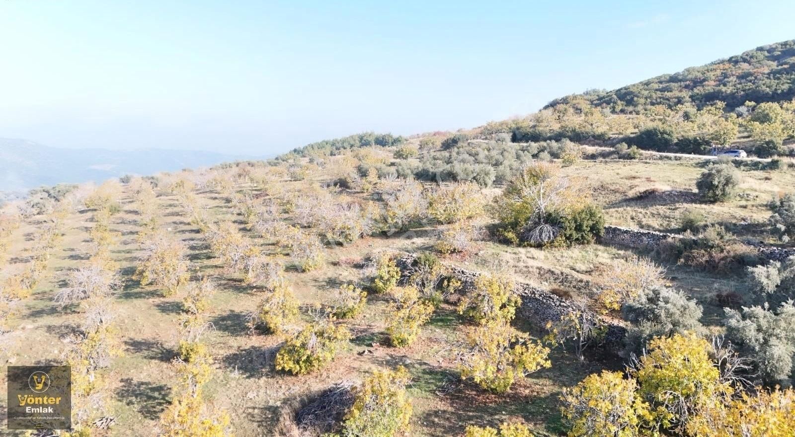 Yönter Emlaktan Akçaşehir Köyünde Tek Tapu İncir Bahçesi - Görsel 10