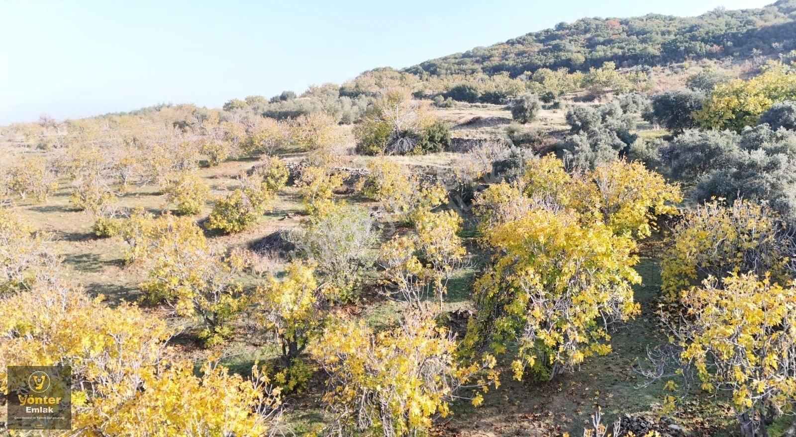 Yönter Emlaktan Akçaşehir Köyünde Tek Tapu İncir Bahçesi - Görsel 9