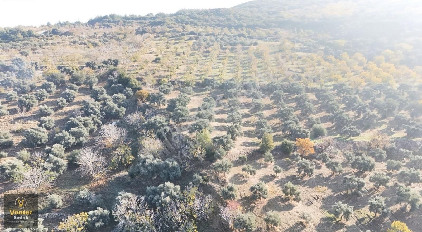 Yönter Emlaktan Akçaşehir Köyünde Tek Tapu İncir Bahçesi - Görsel 22