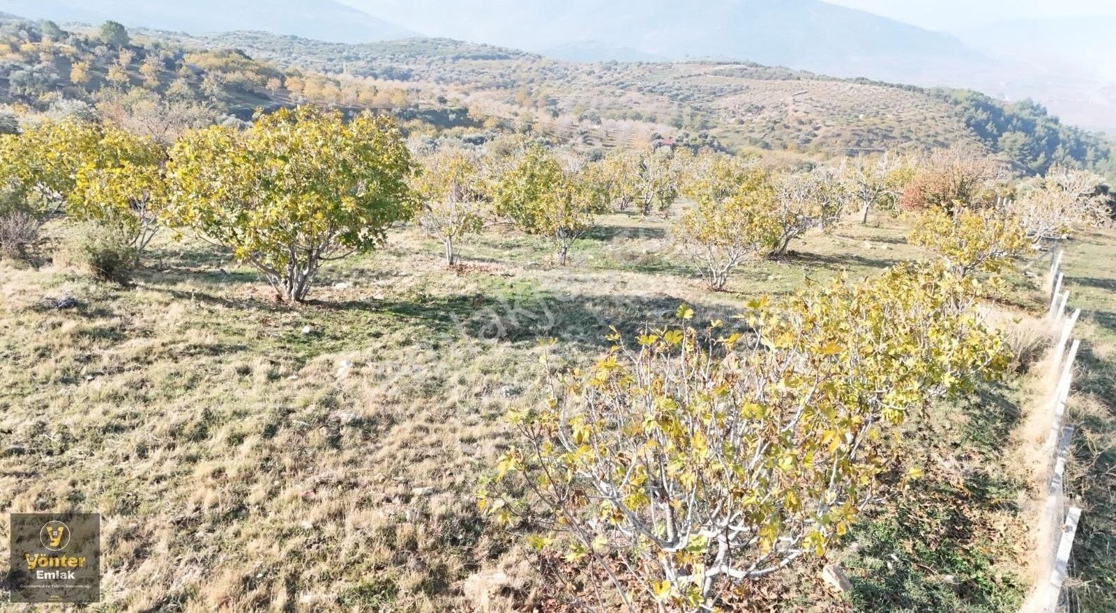 Yönter Emlaktan Akçaşehir Köyünde Tek Tapu İncir Bahçesi - Görsel 8
