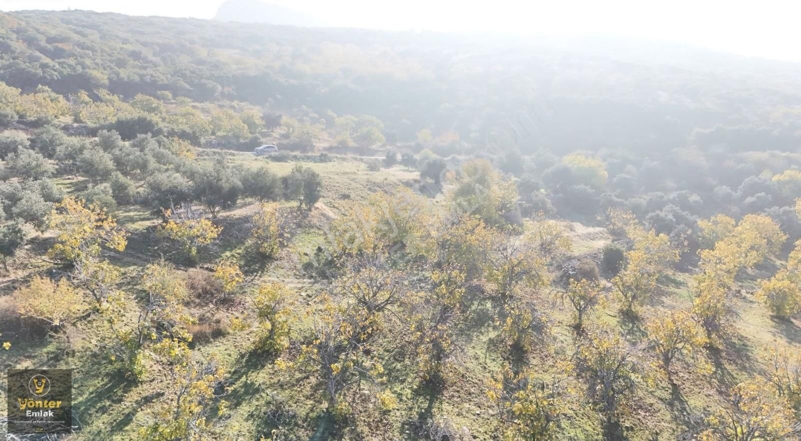 Yönter Emlaktan Akçaşehir Köyünde Tek Tapu İncir Bahçesi - Görsel 3