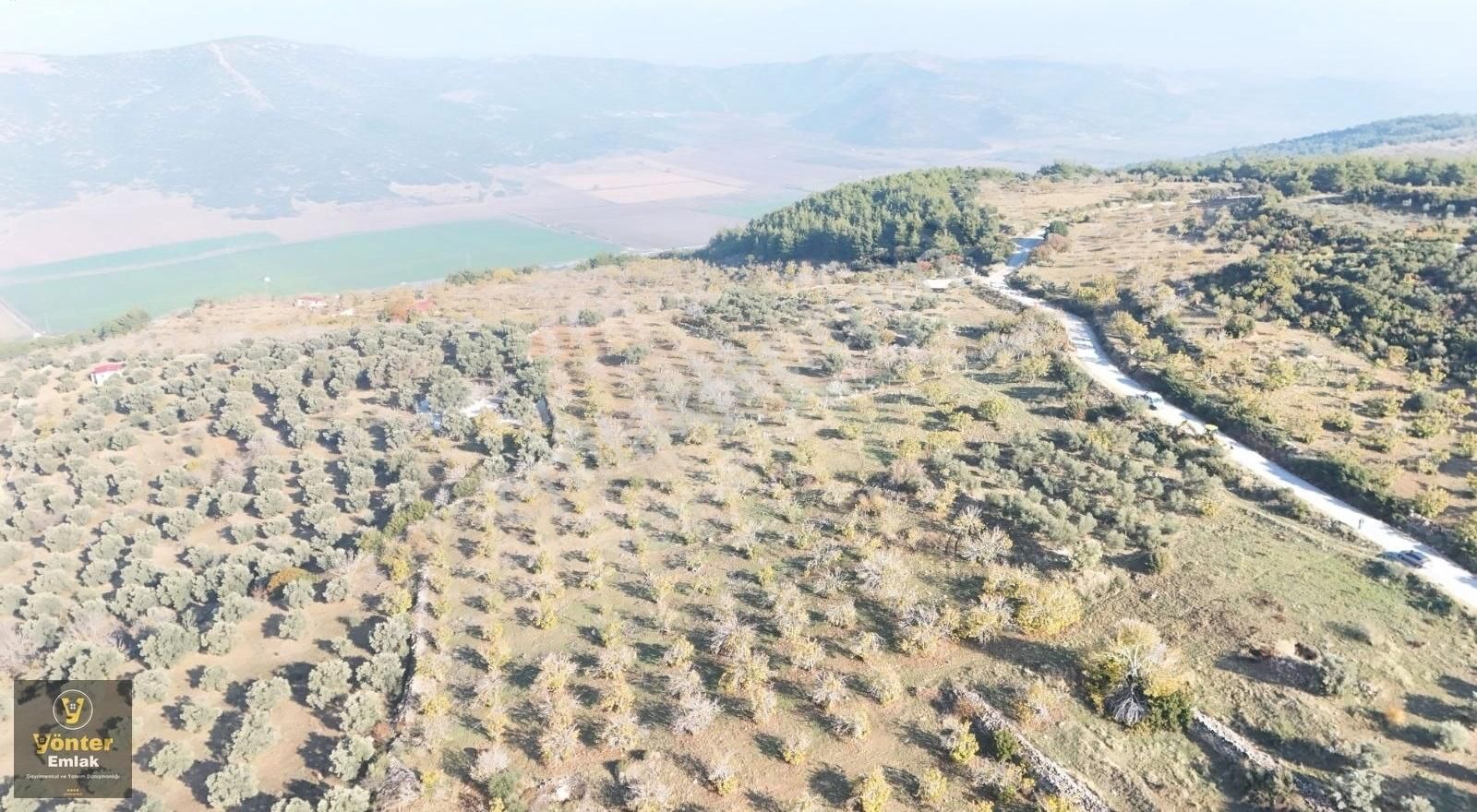 Yönter Emlaktan Akçaşehir Köyünde Tek Tapu İncir Bahçesi - Görsel 5