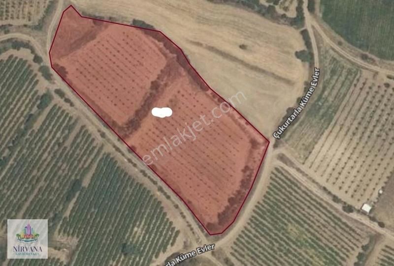 Honaz Kızılyer Satılık Tarla Acil !!! Honaz Kızılyerde 11.000 M2 Cennet Elması Bahçesi