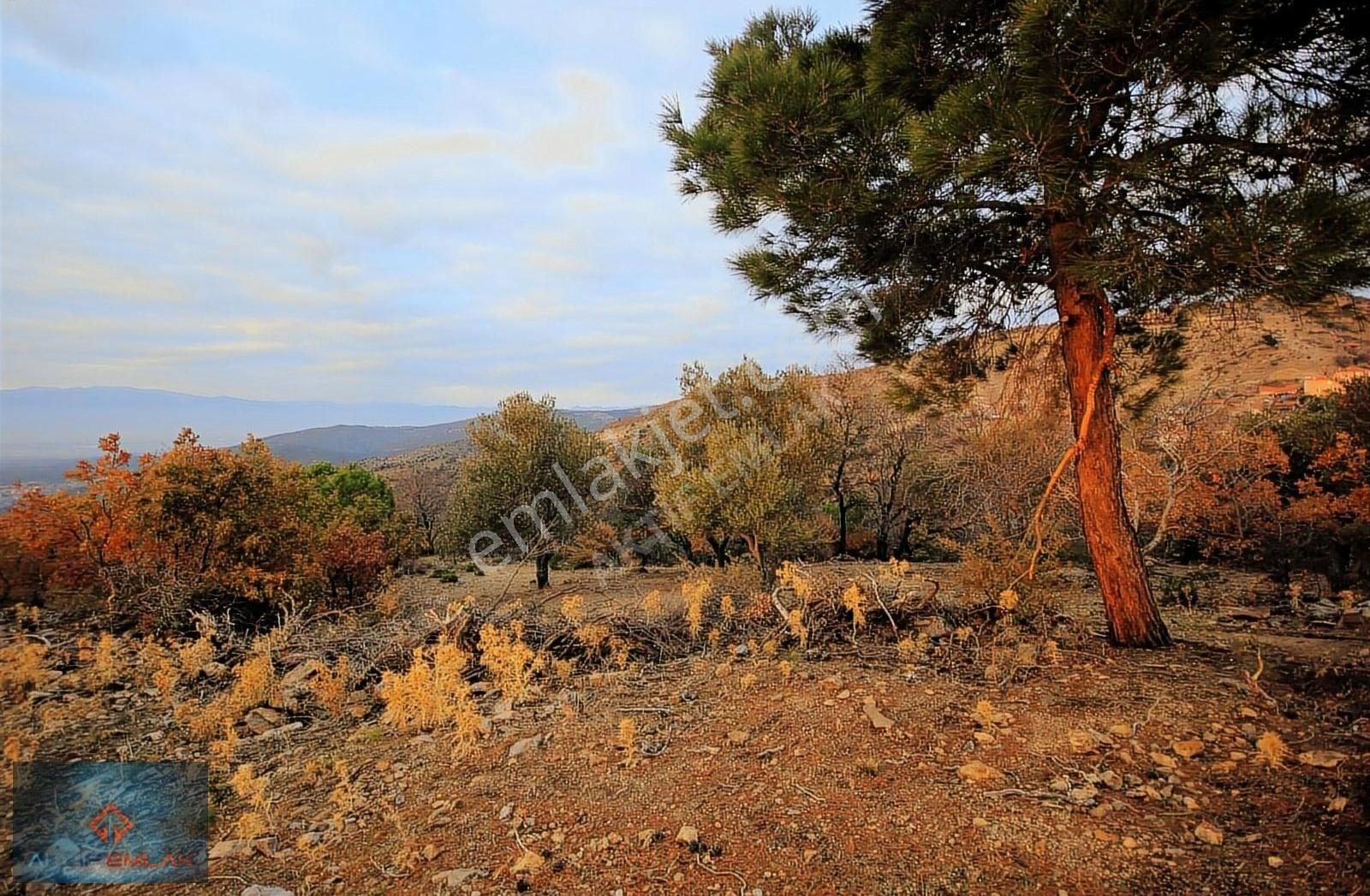 Burhaniye Yaylacık Satılık Zeytinlik ꧁ Aktif'ten Yaylacıkda 3758 M2 Köye Yakın Manzaralı Zeytinlik ꧁