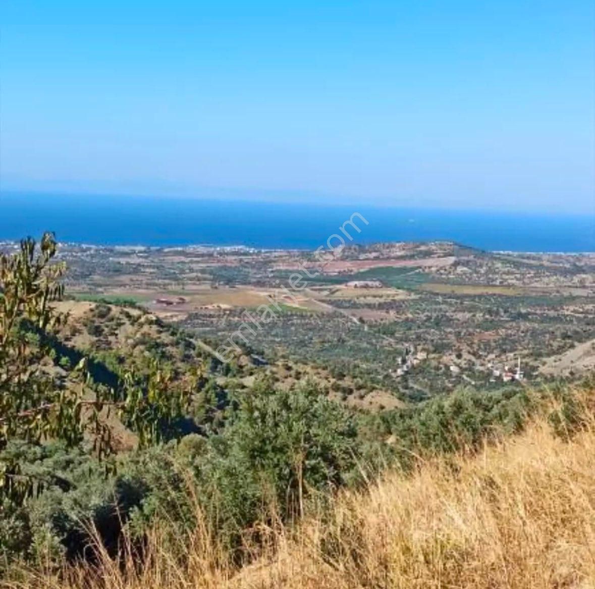 Arsuz Kurtbağı Satılık Tarla Hatay Arsuz Kurtbagı Köyünde Yetişkin Kayısı Bahçesi 6024 M2