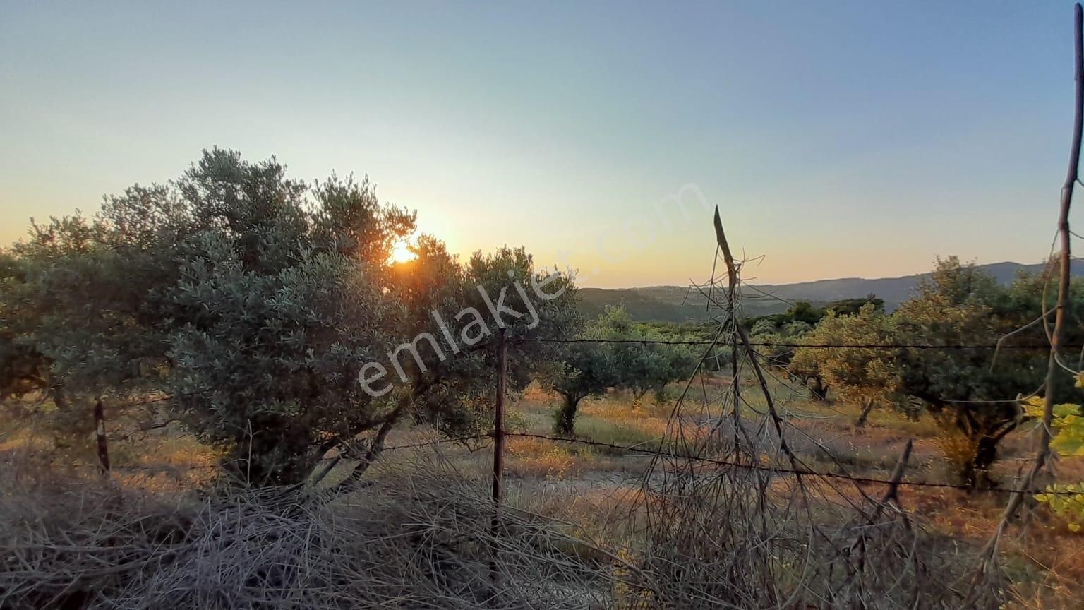 Söke Kemalpaşa Satılık Zeytinlik Söke – Kuşadası Arasında, Deniz Manzaralı Arazi