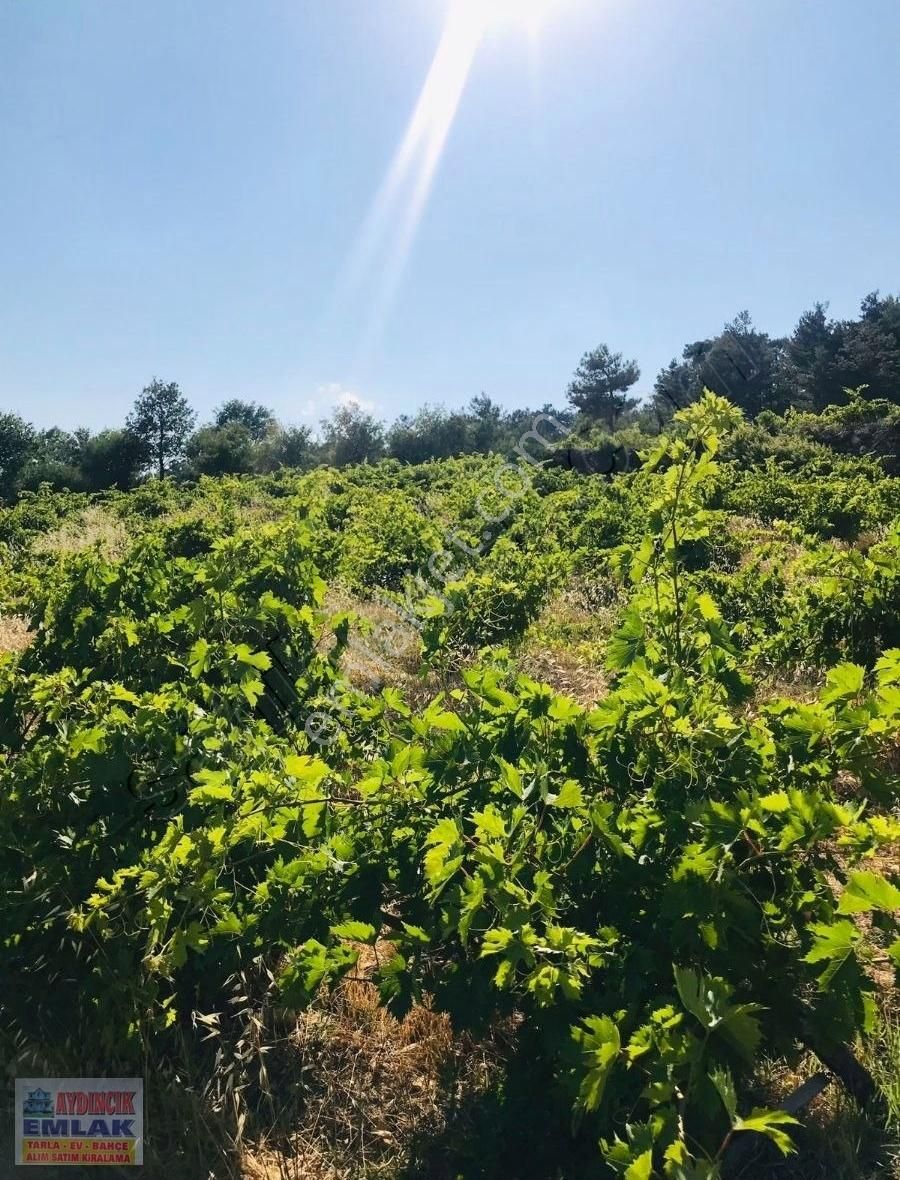 Aydıncık Emlaktan Satılık Bağ Bahçe 34.338m2 - Görsel 4