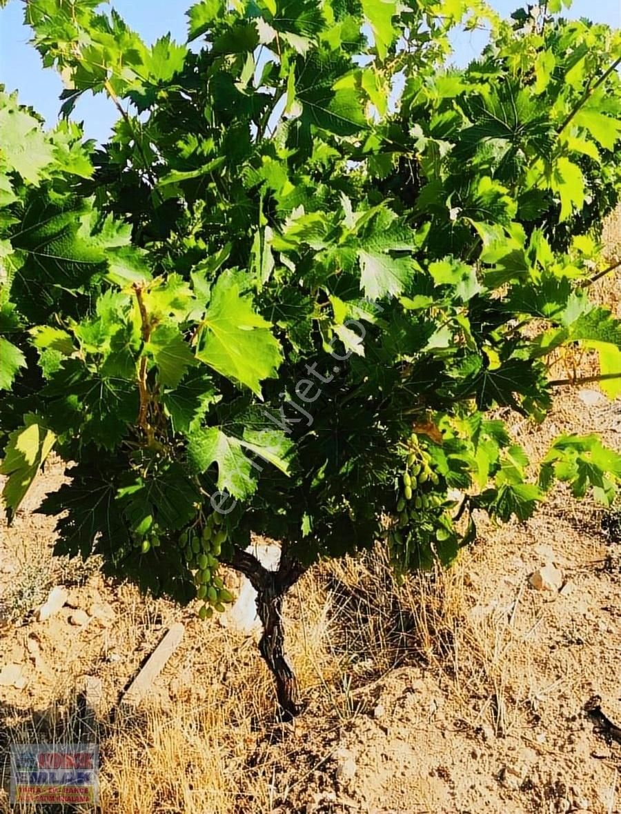 Aydıncık Emlaktan Satılık Bağ Bahçe 34.338m2 - Görsel 3