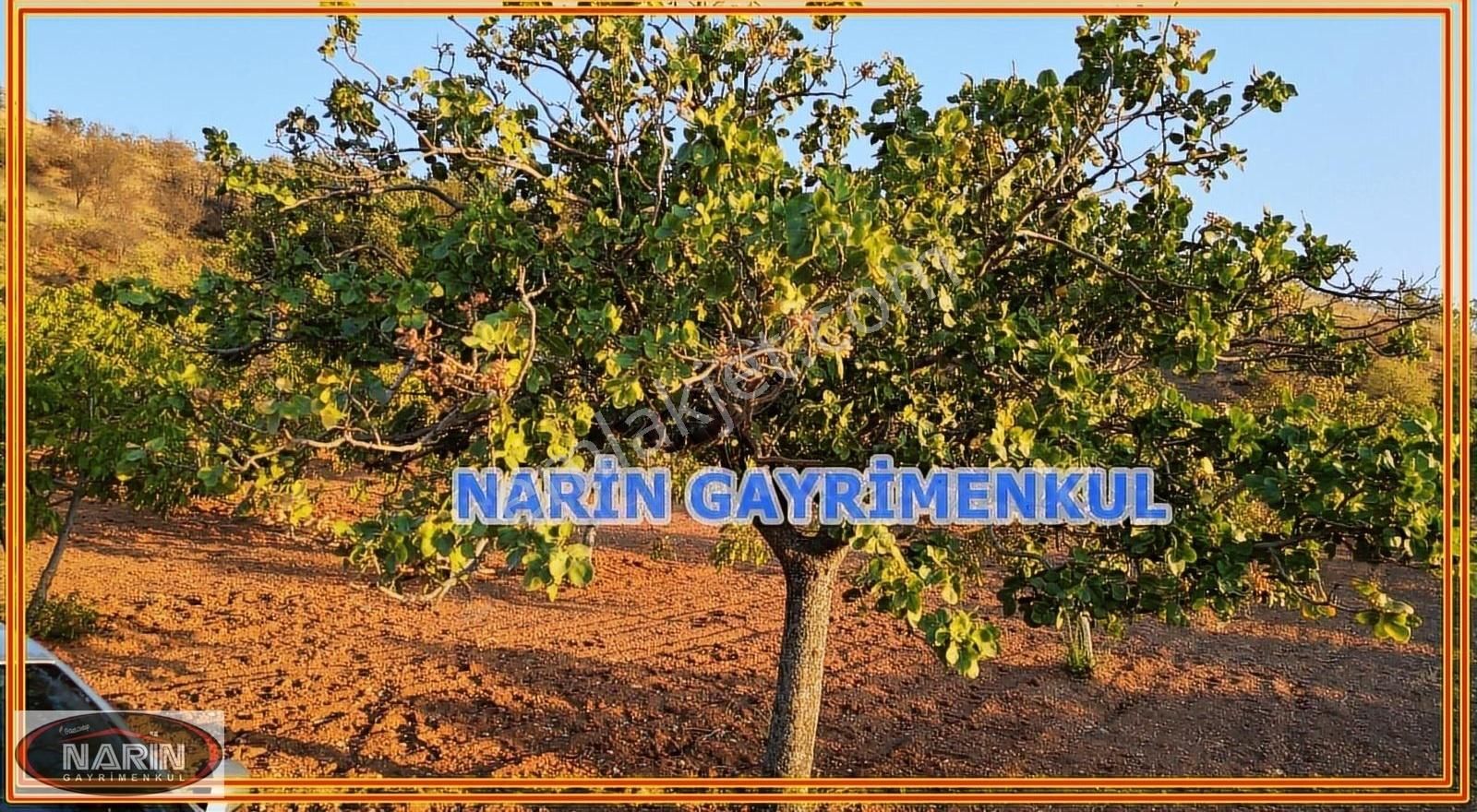 Şahinbey Dokur Köyü Ceviz İncir Sumak Bahçesi Yeri Havadar. - Görsel 12