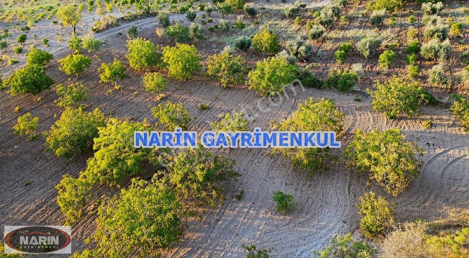 Şahinbey Dokur Köyü Ceviz İncir Sumak Bahçesi Yeri Havadar. - Görsel 5