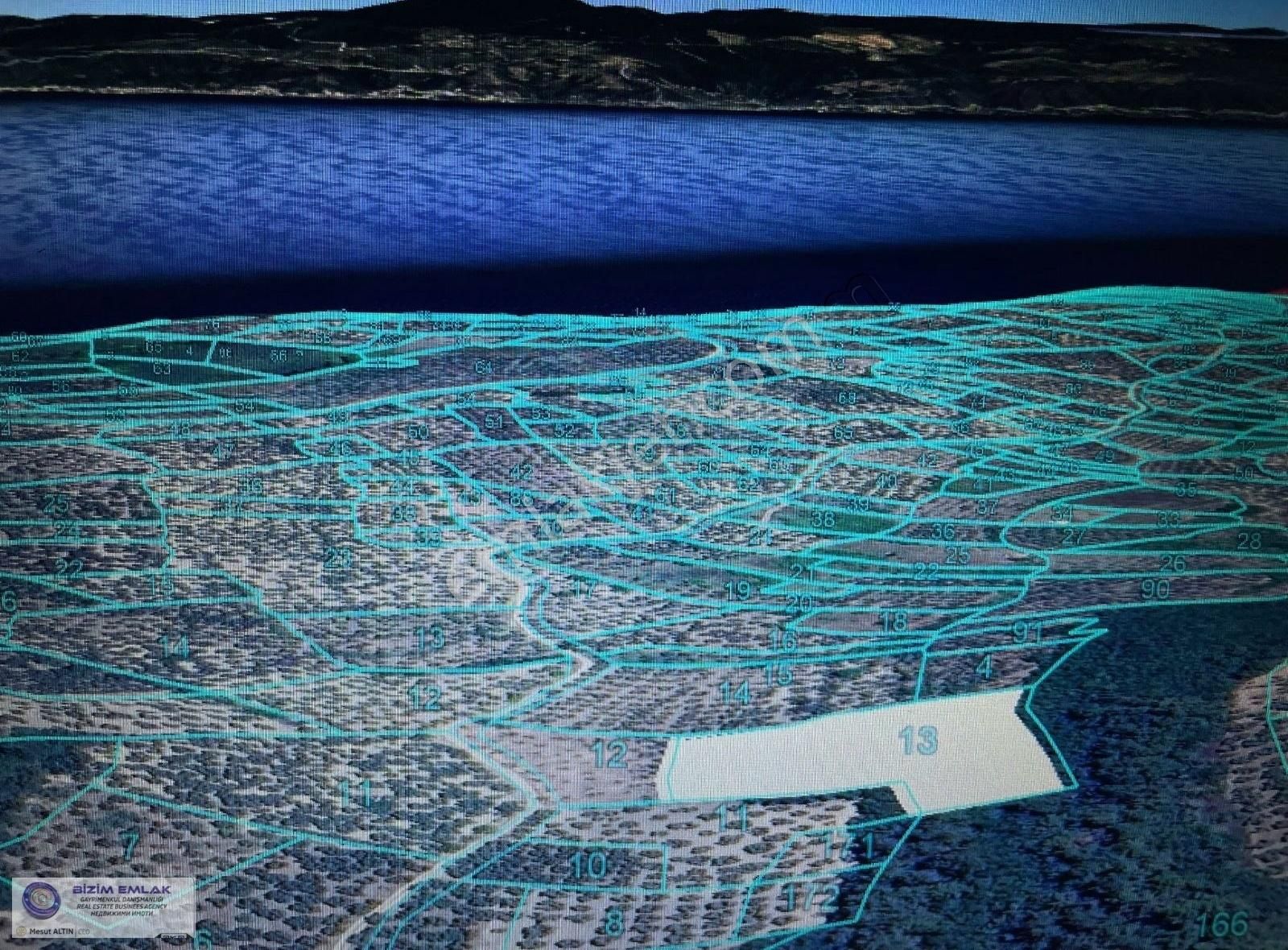 Bursa Mudanya Trilye De Satılık Bakımlı Zeytinlik - Görsel 2