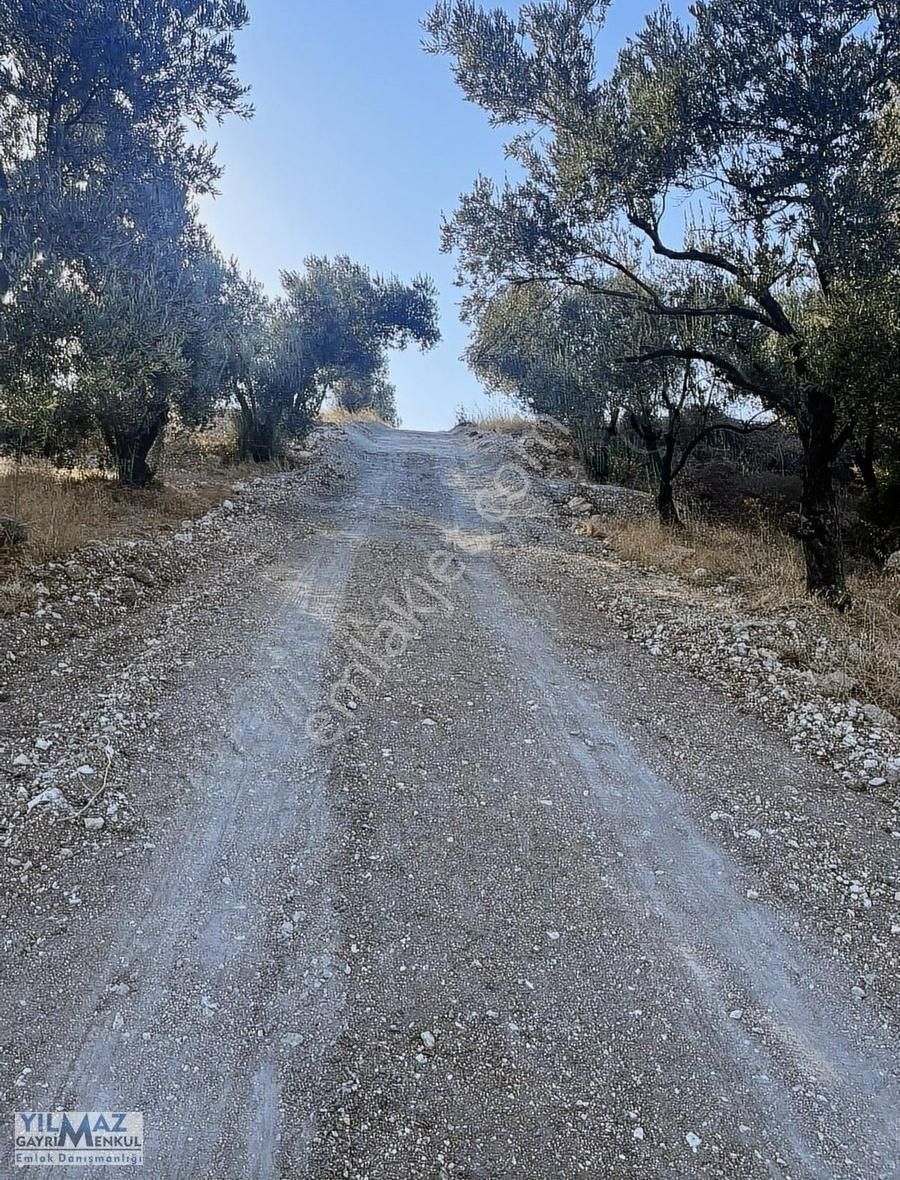 Ç.kale Yoluna Yakın Yatırımlık 8.300 M² Satılık Zeytinlik - Görsel 3