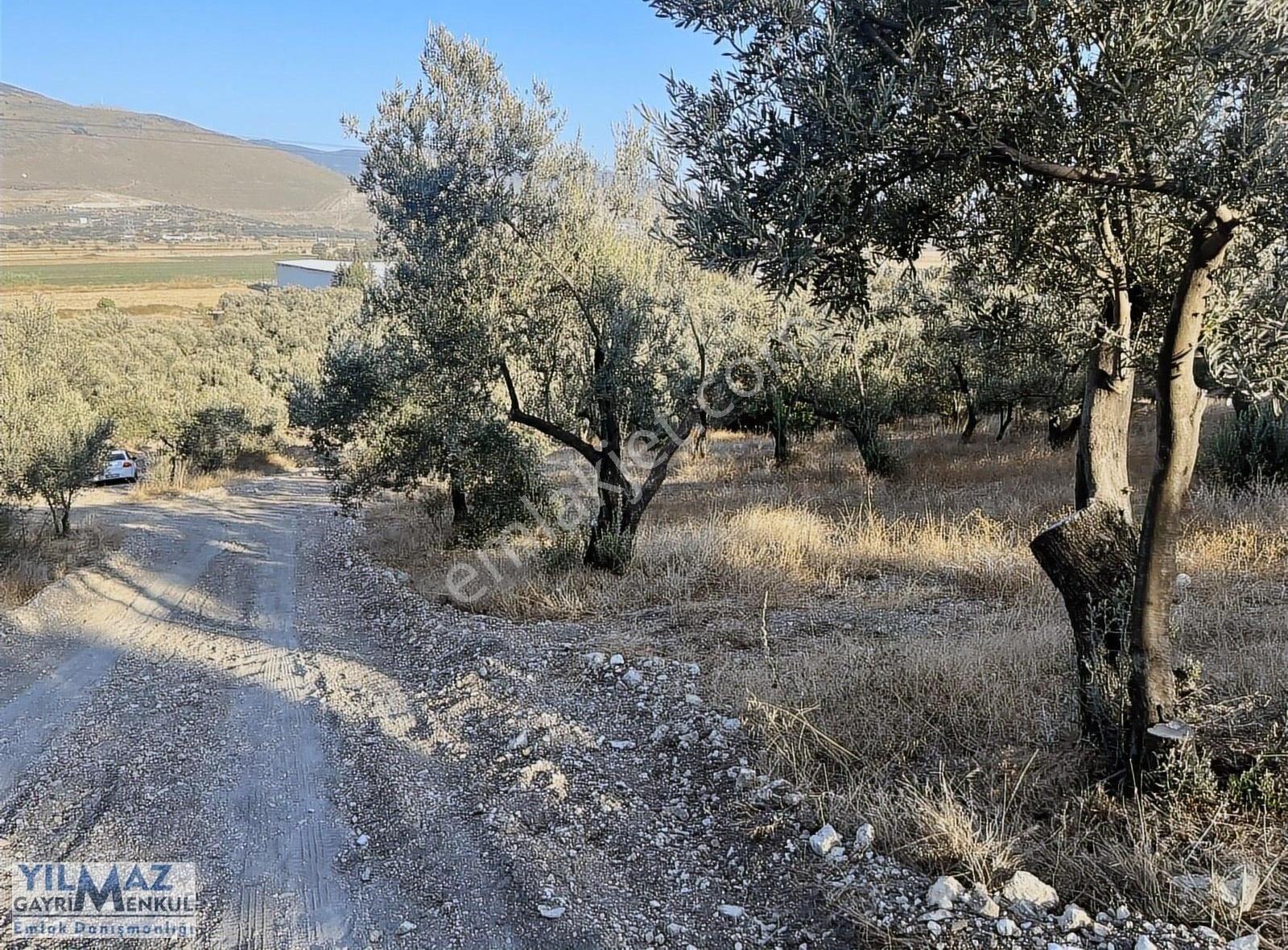 Ç.kale Yoluna Yakın Yatırımlık 8.300 M² Satılık Zeytinlik - Görsel 5