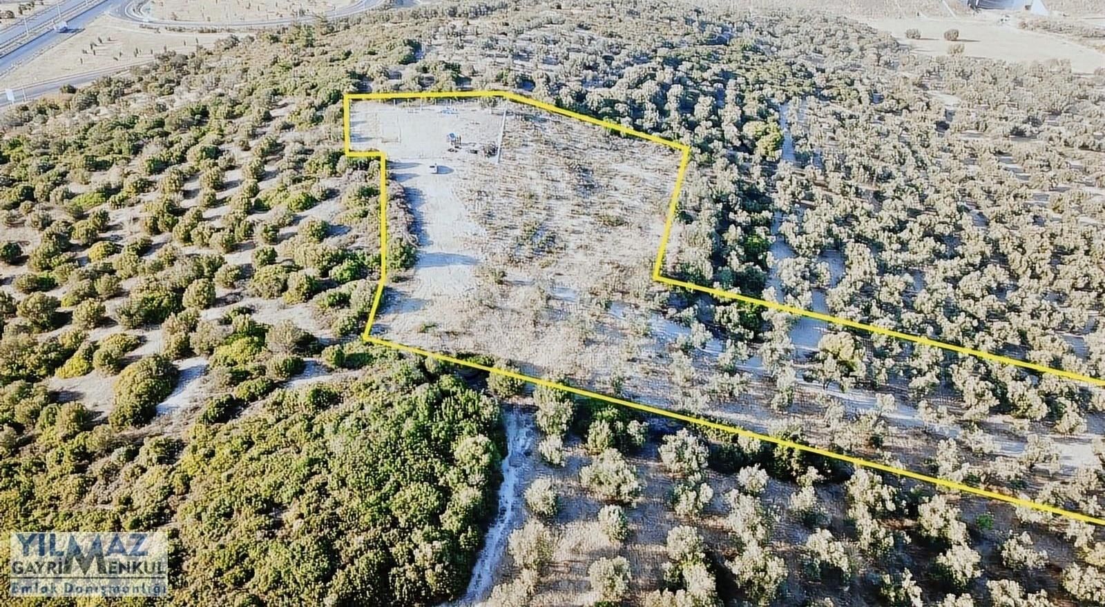 Ç.kale Yoluna Yakın Yatırımlık 8.300 M² Satılık Zeytinlik - Görsel 27